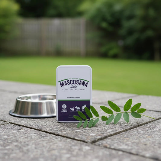 Cissus Quadrangularis Gelenkschutz: Vorteile für Hunde und Katzen erklärt