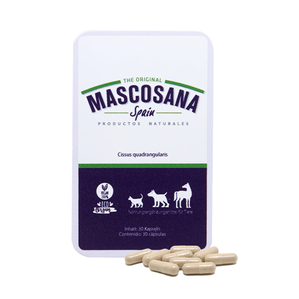Mascosana Cissus traitement articulaire 1 mois pour animaux 30 gélules